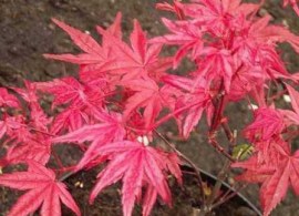 bonsai-start-japanese-maple-beni-maiko-tree-b727 (1)